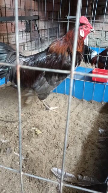 Gà chọi Đực 3.35kg Đen, Đỏ. Mua bán Gà tại Thành phố Dĩ An Bình Dương được đăng bởi gà tre mỹ xanh hách Bình Dương  hình 1