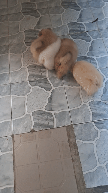 Chó Pomeranian Nâu vàng. Mua bán Chó tại Thành phố Biên Hòa Đồng Nai được đăng bởi MINH THƯ hình 1