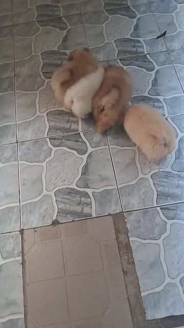 Chó Pomeranian Nâu vàng. Mua bán Chó tại Thành phố Biên Hòa Đồng Nai được đăng bởi MINH THƯ hình 1