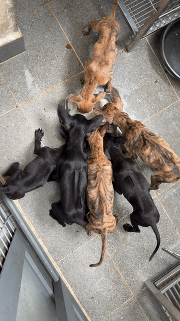 Chó Phú Quốc thuần chủng đủ màu. Mua bán Chó tại Quận 12 Tp Hồ Chí Minh được đăng bởi QB SHOP PETS hình 1