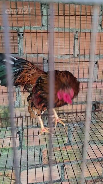 Gà trống Nâu đen đỏ đực. Mua bán Gà tại Huyện Bến Lức Long An được đăng bởi Vuong Nguyen Minh hình 1