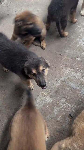 Chó Becgie Đức Nâu đen 10kg. Mua bán Chó tại Huyện Long Hồ Vĩnh Long được đăng bởi công thành hình 1