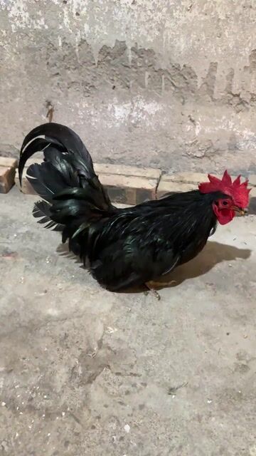 Gà tre Thái Đen tuyền nghiêng đuôi. Mua bán Gà tại Quận Bắc Từ Liêm Hà Nội được đăng bởi Nguyễn đức hình 1