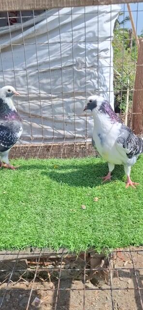 Chim bồ câu bông. Mua bán Chim tại Huyện Châu Phú An Giang được đăng bởi La Hưng hình 1