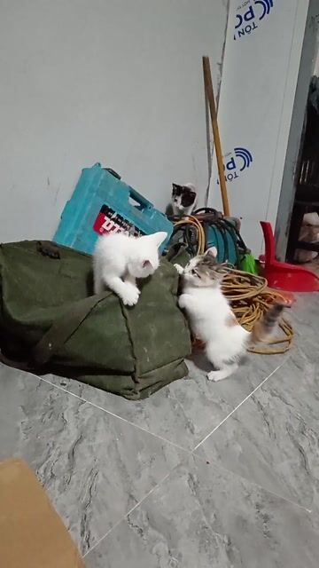 Mèo ta lai mèo ald