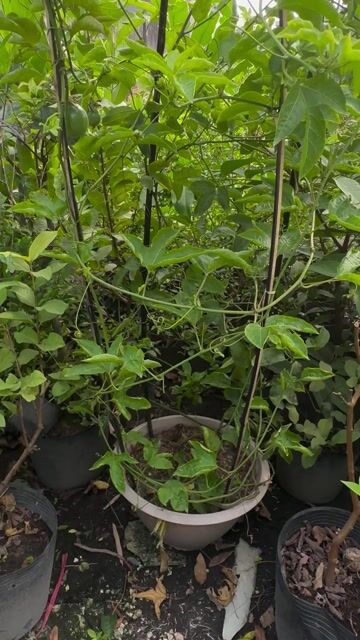 Chanh dây chậu lớn khỏe đẹp sẵn trái. Mua bán Cây cảnh, đồ trang trí tại Quận Gò Vấp Tp Hồ Chí Minh được đăng bởi Vườn Kiểng Nhà Nị Ny hình 1