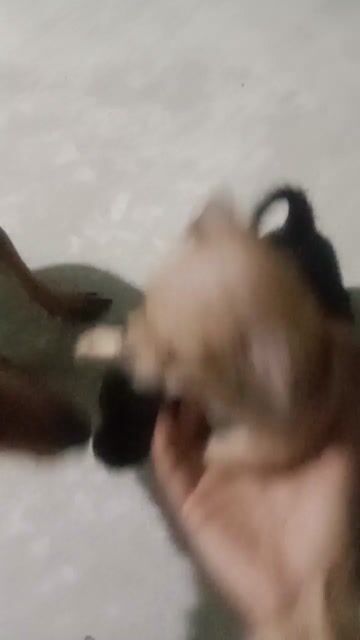 Chó con đen vàng . Mua bán Chó tại Huyện Bình Chánh Tp Hồ Chí Minh được đăng bởi cây và Đá hình 1