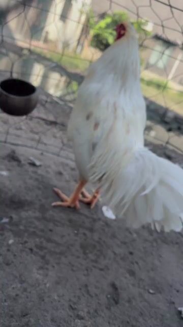 bướm 2kg9 về đá liền. Mua bán Gà tại Huyện Châu Thành Tây Ninh được đăng bởi Duy hình 1