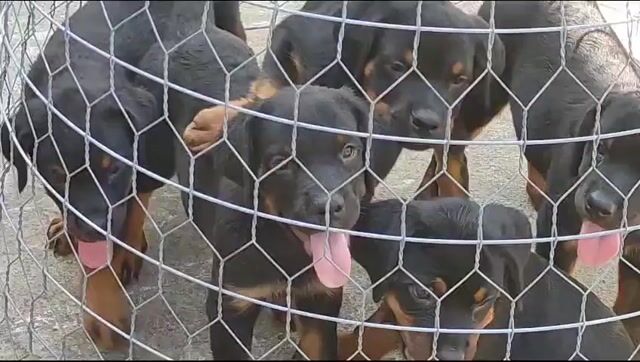Cho Rottweiler cái đực. Mua bán Chó tại Thành phố Nha Trang Khánh Hòa được đăng bởi thuy tran hình 1