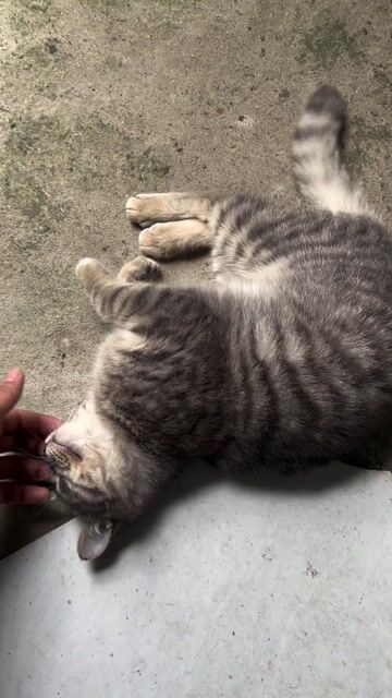 mèo ALN màu tabby 1 tuổi. Mua bán Mèo tại Quận Nam Từ Liêm Hà Nội được đăng bởi dung bui hình 1