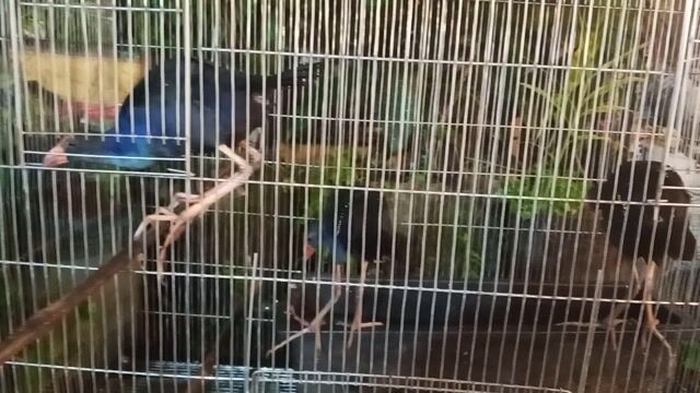 Chim Trích cồ trưởng thành 800k/cặp. Mua bán Chim tại Huyện Bình Chánh Tp Hồ Chí Minh được đăng bởi Nguyễn duy bình hình 1