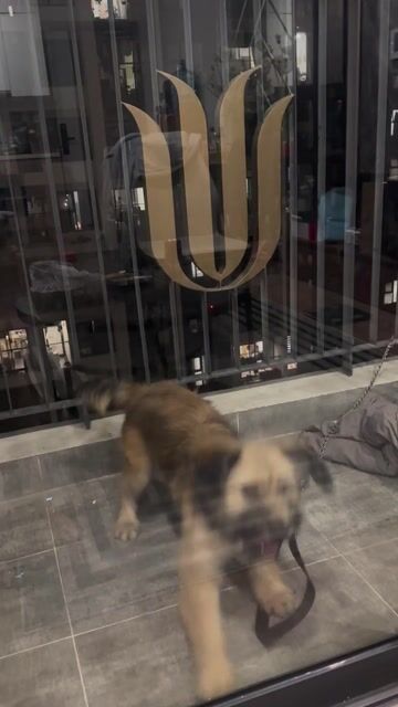 Chó Cái màu Nâu vàng. Mua bán Chó tại Quận Nam Từ Liêm Hà Nội được đăng bởi Ni Ni hình 1