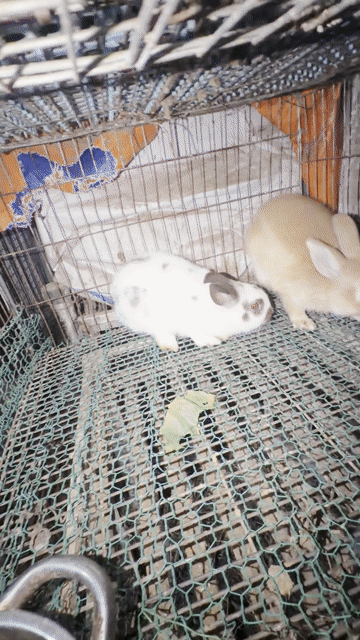 Thỏ Hà Lan Mix Minirex Nhiều màu Đã phòng bệnh. Mua bán Thú cưng khác tại Quận Tân Bình Tp Hồ Chí Minh được đăng bởi Trần Thị Minh  hình 1