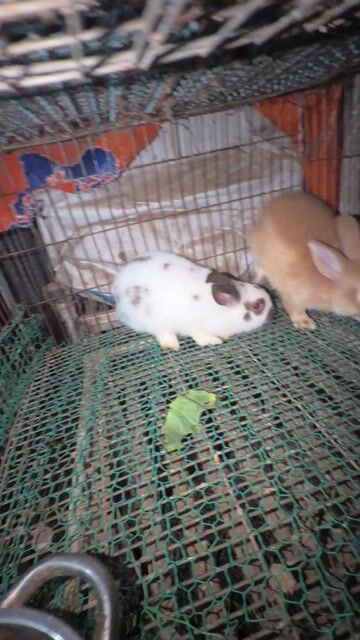 Thỏ Hà Lan Mix Minirex Nhiều màu Đã phòng bệnh. Mua bán Thú cưng khác tại Quận Tân Bình Tp Hồ Chí Minh được đăng bởi Trần Thị Minh  hình 1