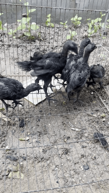 Gà Cemani Indonesia thuần chủng đen. Mua bán Gà tại Thành phố Biên Hòa Đồng Nai được đăng bởi ĐỖ HUY QUANG hình 1