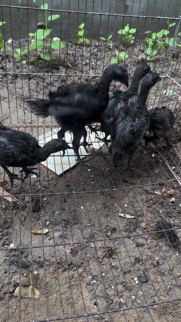 Gà Cemani Indonesia thuần chủng đen. Mua bán Gà tại Thành phố Biên Hòa Đồng Nai được đăng bởi ĐỖ HUY QUANG hình 1