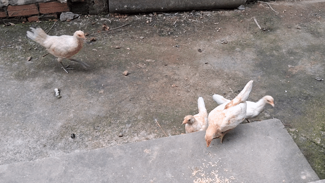 Gà tre Mỹ rặt. Bướm, Úa . Mua bán Gà tại Thành phố Mỹ Tho Tiền Giang được đăng bởi Pham duy phuong hình 1