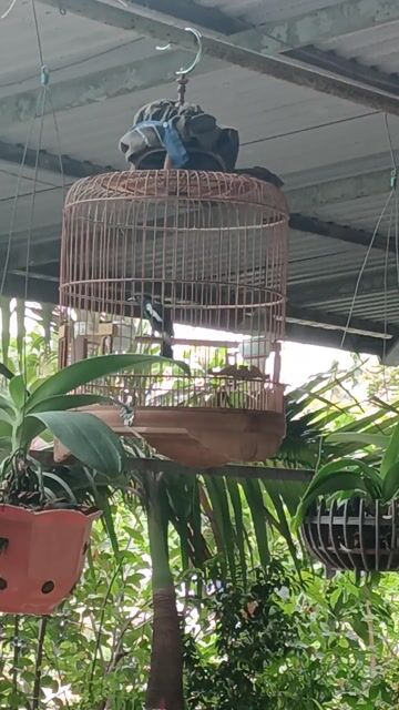 Chim cam den Gốc đất nong . Mua bán Chim tại Quận Bình Thạnh Tp Hồ Chí Minh được đăng bởi Nguyentam hình 1