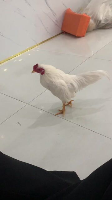 gà tre Bắc mini. Mua bán Gà tại Quận Liên Chiểu Đà Nẵng được đăng bởi dũng hình 1