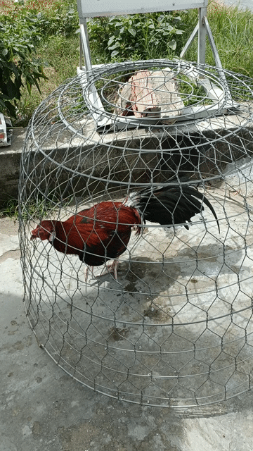 2k7 nhấp tươi. Mua bán Gà tại Quận Ninh Kiều Cần Thơ được đăng bởi Duy Gà Nòi hình 1