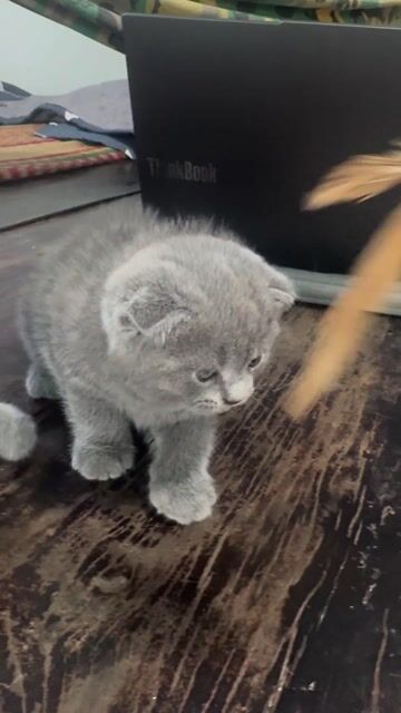 Mèo tai cụp Xám lông mềm mượt. Mua bán Mèo tại Huyện Phú Tân Cà Mau được đăng bởi Văn Đinh hình 1