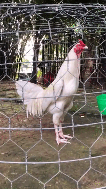 gà úa chân trắng 3kg. Mua bán Gà tại Thị xã Bình Minh Vĩnh Long được đăng bởi đoàn văn truyền hình 1