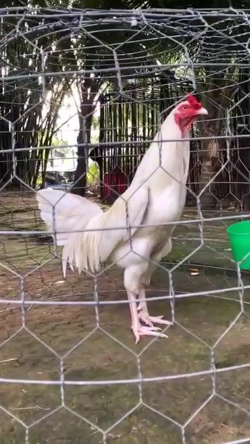 gà úa chân trắng 3kg. Mua bán Gà tại Thị xã Bình Minh Vĩnh Long được đăng bởi đoàn văn truyền hình 1
