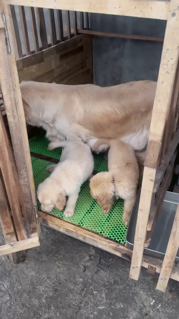 Chó Golden vàng óng ánh 2 tháng tuổi. Mua bán Chó tại Thành phố Thủ Đức Tp Hồ Chí Minh được đăng bởi Tài Nhâm Pet hình 1