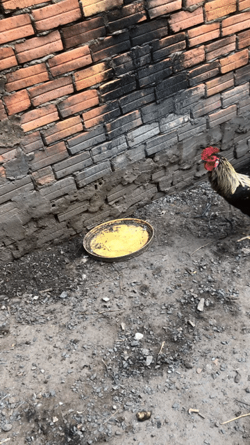 bán hoặc gl lụp chim oc mit. Mua bán Gà tại Thành phố Thủ Đức Tp Hồ Chí Minh được đăng bởi Buukiet hình 1