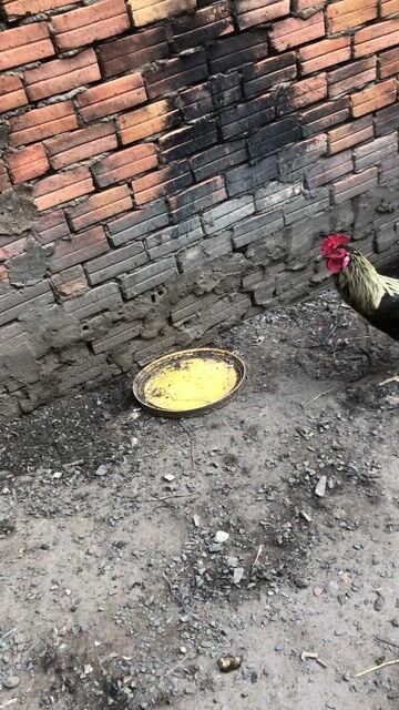 bán hoặc gl lụp chim oc mit. Mua bán Gà tại Thành phố Thủ Đức Tp Hồ Chí Minh được đăng bởi Buukiet hình 1