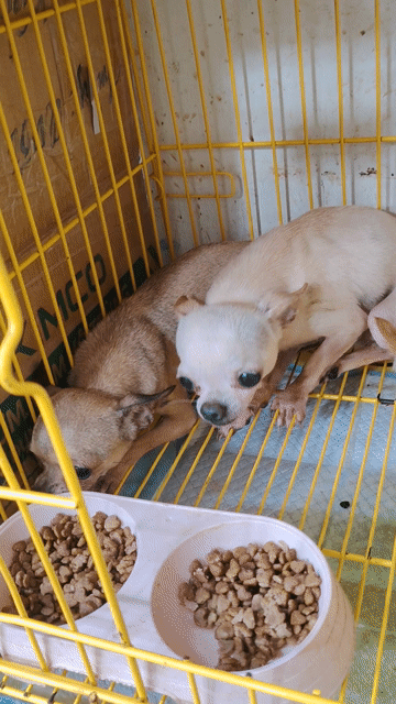 Chó Chihuahua cái Bầu 50 ngày  .TP Bến Tre cũ. Mua bán Chó tại Quận 8 Tp Hồ Chí Minh được đăng bởi khoai pet shop tp bến tre  hình 1
