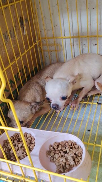 Chó Chihuahua cái Bầu 50 ngày  .TP Bến Tre cũ. Mua bán Chó tại Quận 8 Tp Hồ Chí Minh được đăng bởi khoai pet shop tp bến tre  hình 1