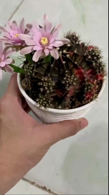 Xương  rồng siêu đẹp size 9cm. Mua bán Cây cảnh, đồ trang trí tại Thành phố Thuận An Bình Dương được đăng bởi Hoa xương rồng hình 1