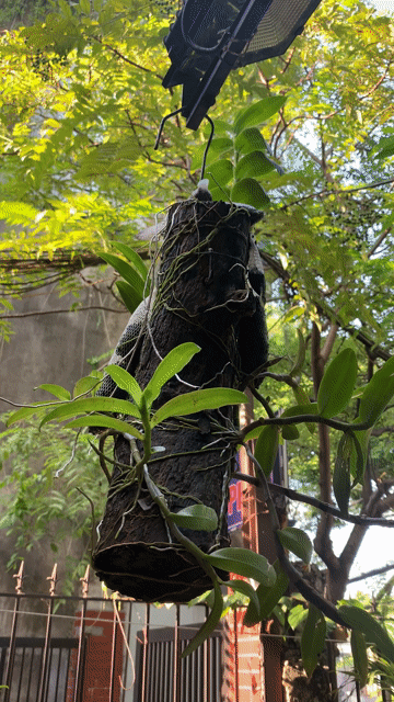Lan phi điệp Gỗ nhãn rễ bám chặt. Mua bán Cây cảnh, đồ trang trí tại Quận Long Biên Hà Nội được đăng bởi Mạnh hình 1