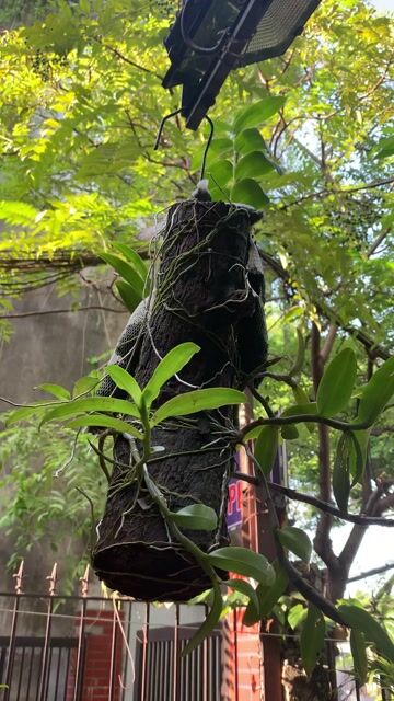 Lan phi điệp Gỗ nhãn rễ bám chặt. Mua bán Cây cảnh, đồ trang trí tại Quận Long Biên Hà Nội được đăng bởi Mạnh hình 1