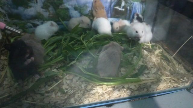 Chuột Hamster Bear 1-2 tháng nhiều màu. Mua bán Thú cưng khác tại Thành phố Dĩ An Bình Dương được đăng bởi Hưng Đình hình 1