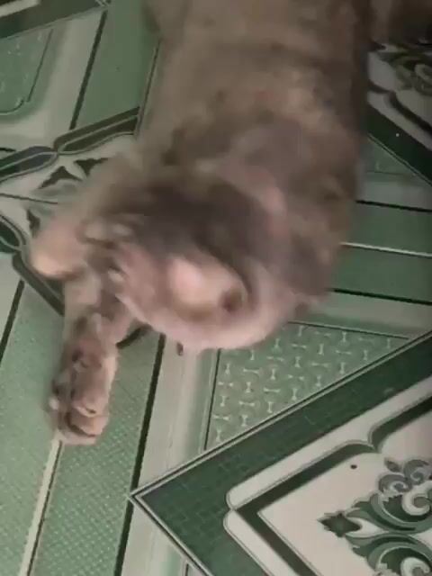 Mèo ALN lai Tabby Xám. Mua bán Mèo tại Quận 10 Tp Hồ Chí Minh được đăng bởi Huân Nguyễn Quốc hình 1