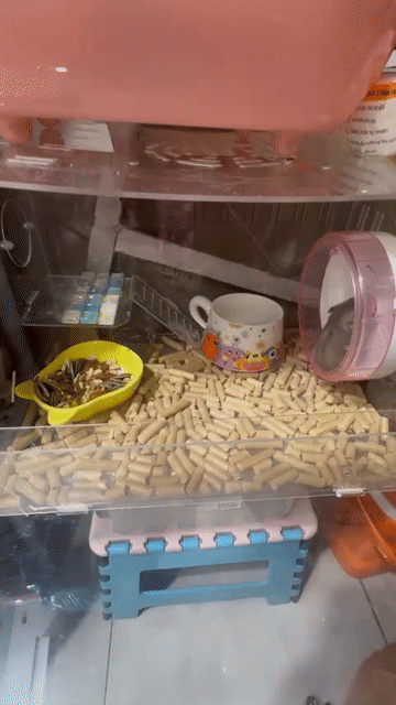 Chuột Hamster. Mua bán Thú cưng khác tại Quận Tân Phú Tp Hồ Chí Minh được đăng bởi Nguyễn Ngọc Mân hình 1