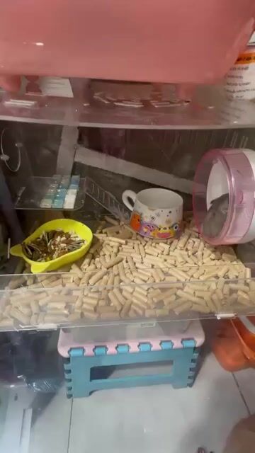 Chuột Hamster. Mua bán Thú cưng khác tại Quận Tân Phú Tp Hồ Chí Minh được đăng bởi Nguyễn Ngọc Mân hình 1