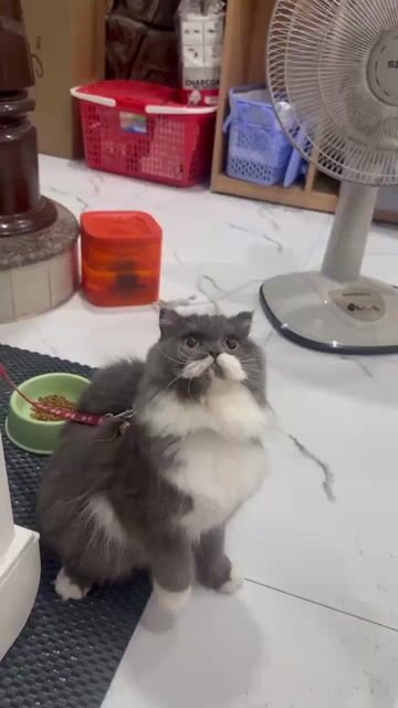 Bi Color lông lửng. Mua bán Mèo tại Quận Gò Vấp Tp Hồ Chí Minh được đăng bởi Trâm Nguyễn hình 1