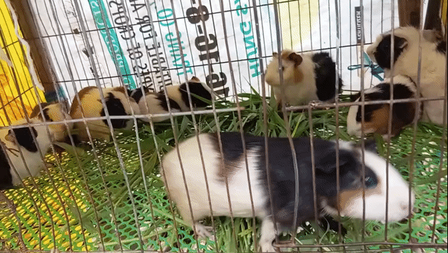Chuột lang Đen trắng nâu. Mua bán Thú cưng khác tại Huyện Long Phú Sóc Trăng được đăng bởi duc nhan hình 1