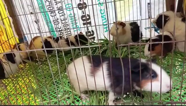 Chuột lang Đen trắng nâu. Mua bán Thú cưng khác tại Huyện Long Phú Sóc Trăng được đăng bởi duc nhan hình 1