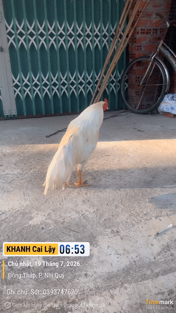 Gà tơ trắng 2.4kg. Mua bán Gà tại Thị xã Cai Lậy Tiền Giang được đăng bởi Nguyen Cong Khanh hình 1