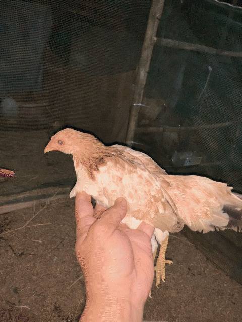 cặp gà tre bắc sắp so. Mua bán Gà tại Thị xã Bình Minh Vĩnh Long được đăng bởi Nguyễn Quang Vinh hình 1