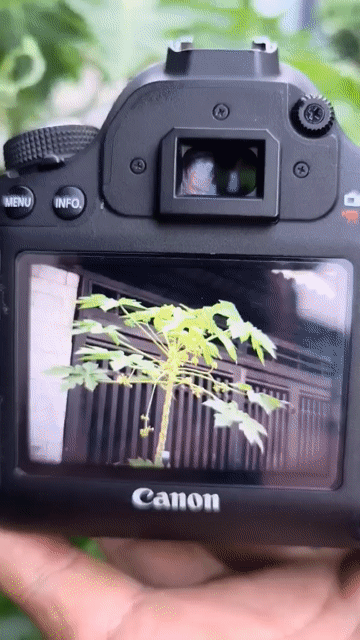 Máy ảnh Canon EOS 6D và 50F1.8. Mua bán Máy ảnh, Máy quay tại Huyện Đức Linh Bình Thuận được đăng bởi Tay GA Minh Võ hình 1