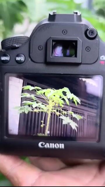 Máy ảnh Canon EOS 6D và 50F1.8. Mua bán Máy ảnh, Máy quay tại Huyện Đức Linh Bình Thuận được đăng bởi Tay GA Minh Võ hình 1