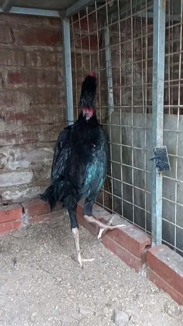 Gà chọi dòng vai lưng. Mua bán Gà tại Quận Hà Đông Hà Nội được đăng bởi huytrinh hình 1