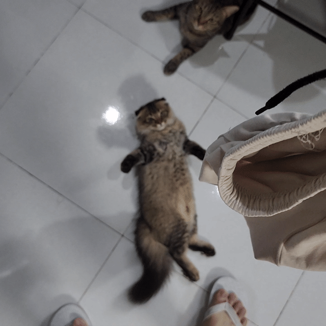 Mèo ALD 3 tháng tuổi tai cụp. Mua bán Mèo tại Quận Tân Bình Tp Hồ Chí Minh được đăng bởi Quốc An hình 1
