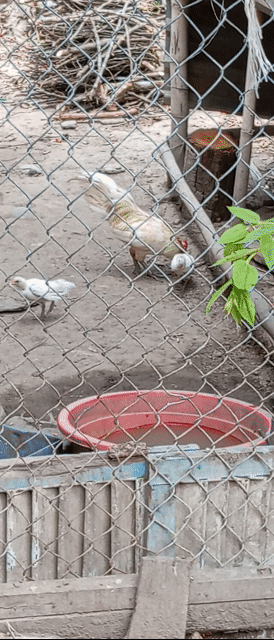 Gà cảnh mini 2 con. Mua bán Gà tại Quận Ô Môn Cần Thơ được đăng bởi PI PETS dhth ct hình 1