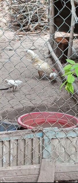 Gà cảnh mini 2 con. Mua bán Gà tại Quận Ô Môn Cần Thơ được đăng bởi PI PETS dhth ct hình 1